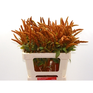 AMAR CR HOT BISCUITS