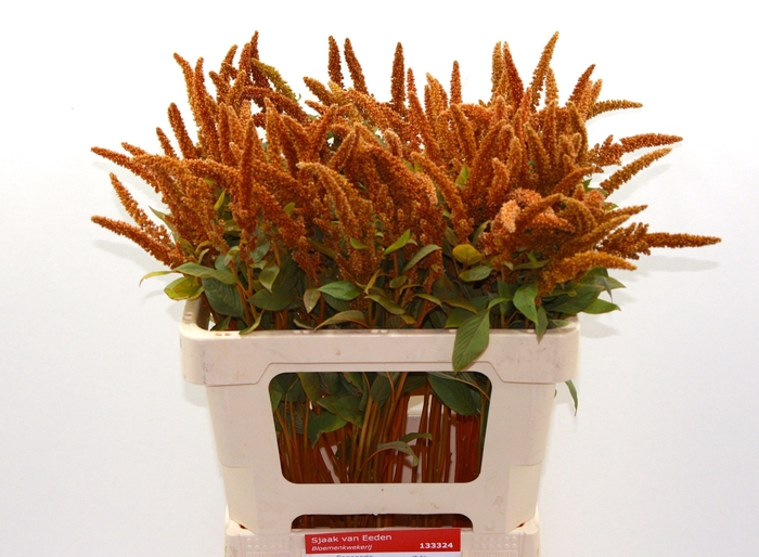 <h4>AMAR CR HOT BISCUITS</h4>