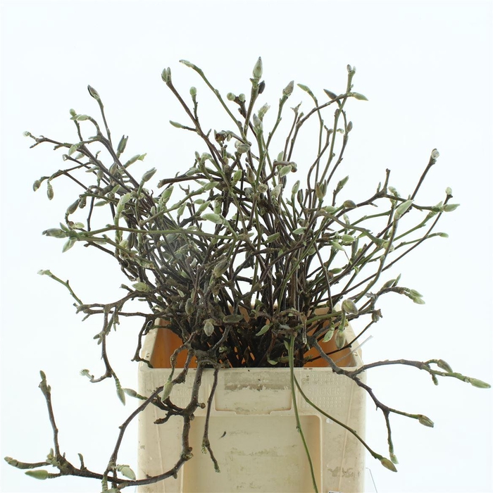 <h4>Magnolia Grandiflora 70cm</h4>