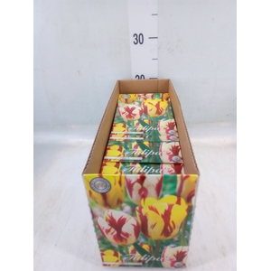 Tulipa   ...flowerbulbs