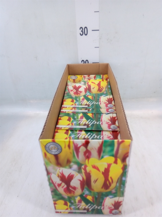 <h4>Tulipa   ...flowerbulbs</h4>