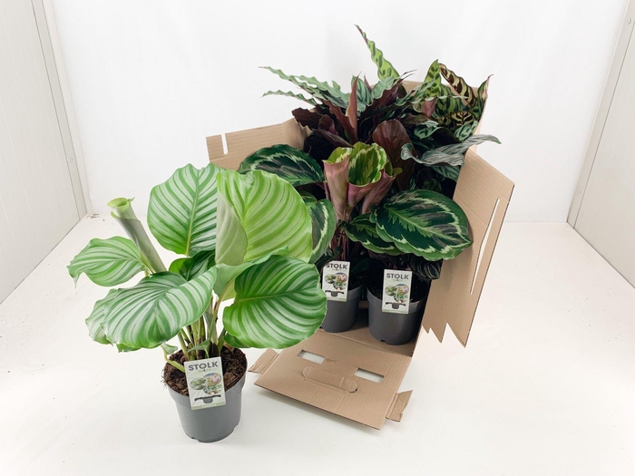 <h4>Calathea 14cm 4/5 soorten mix zonder hoes</h4>