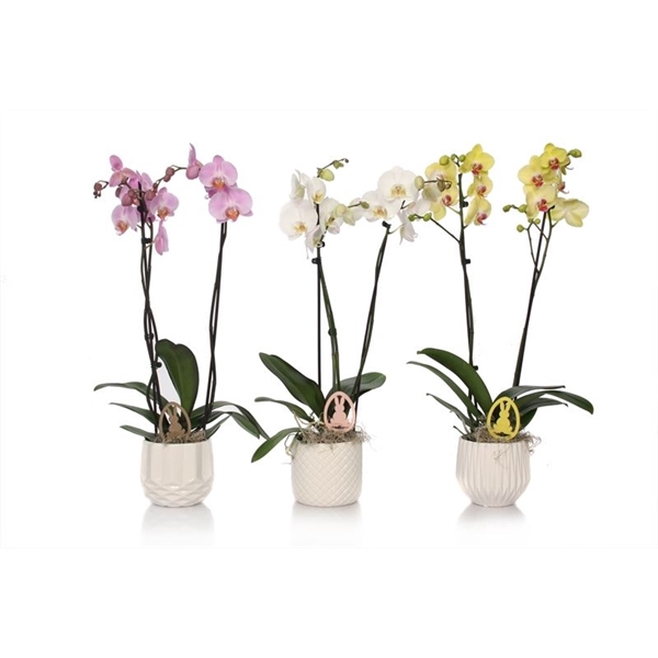 <h4>Dolomite p12 White mix Phal mix 2T14+</h4>