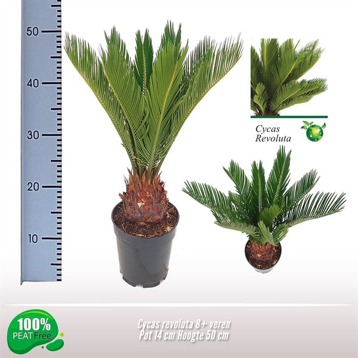 <h4>Cycas revoluta</h4>