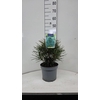 Sciadopitys verticillata