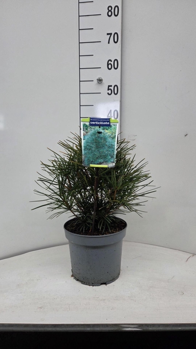 Sciadopitys verticillata