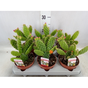 Opuntia