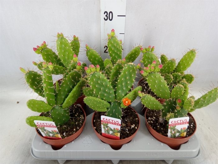 <h4>Opuntia</h4>