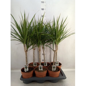 Dracaena marg.