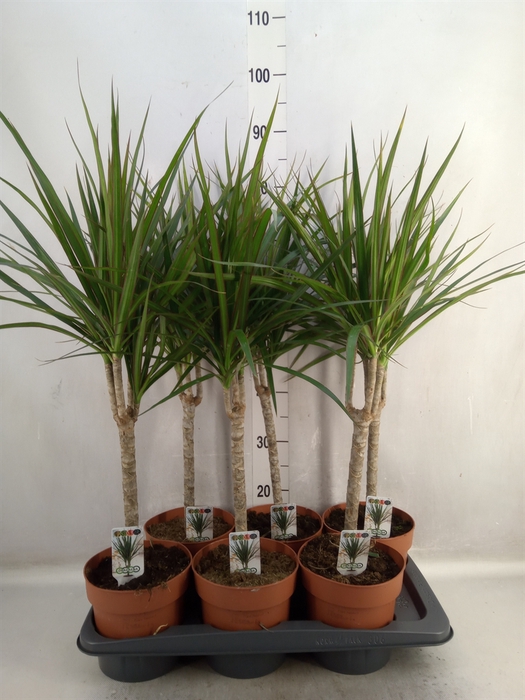 Dracaena marg.