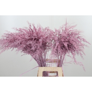 Calamagrostis Kl Bh Licht Roze