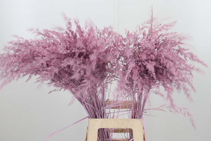 <h4>Calamagrostis Kl Bh Licht Roze</h4>