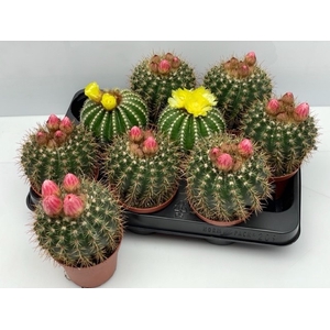 CACTUS BLOEIEND GEM