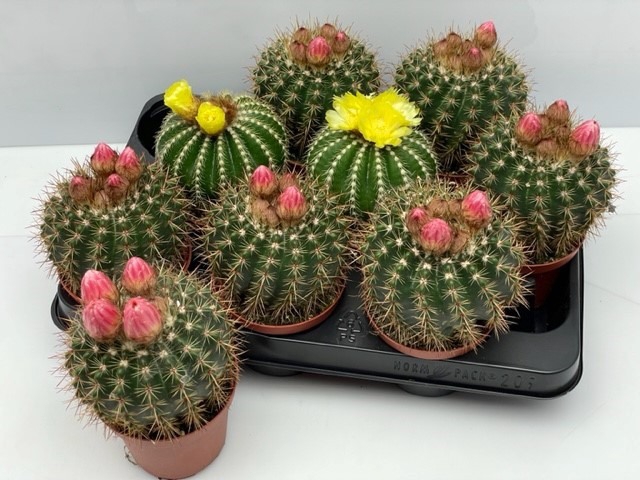 <h4>CACTUS BLOEIEND GEM</h4>