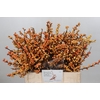 Ilex Cresgold