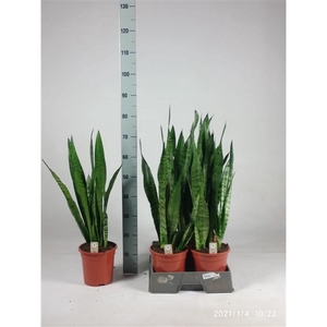 Sansevieria zeylanica 75cm