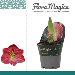 Amaryllis Sweet Pink 2 knop in Potkraag