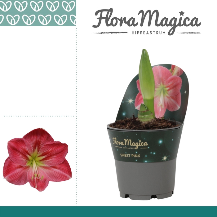 <h4>Amaryllis Sweet Pink 2 knop in Potkraag</h4>
