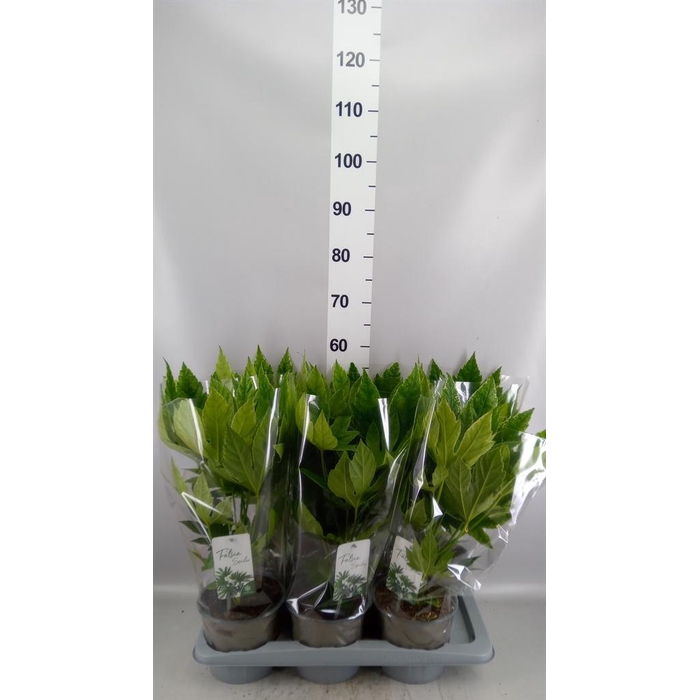 <h4>Fatsia japonica 'Variegata'</h4>