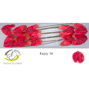 Anthurium Enjoy