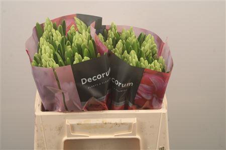 <h4>Hyac Top White</h4>