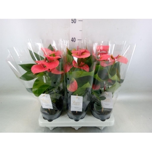 Anthurium andr. 'Sweet Dream'