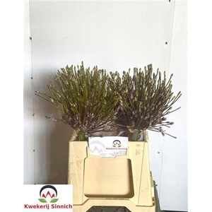 Allium Schubertii