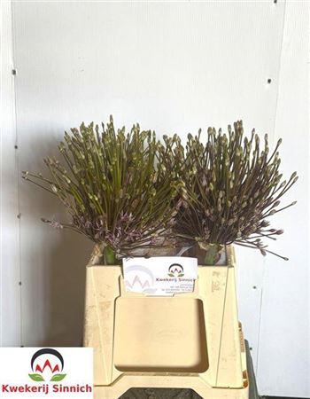 <h4>Allium Schubertii</h4>