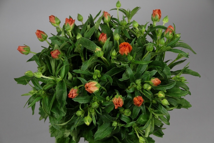 <h4>Ranunculus Butterfly Minoan</h4>