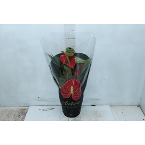 ANTHURIUM MICHIGAN P17 PREMIUM