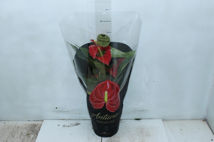 <h4>ANTHURIUM MICHIGAN P17 PREMIUM</h4>