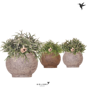 Kolibri Greens Rhipsalis mix in Ancient pot brown mix