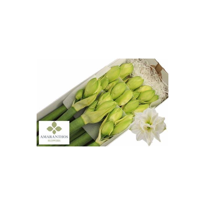 <h4>Hipp Dg Whi Symphony</h4>