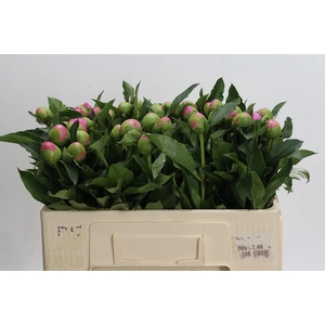 Paeonia Monsieur Jules Elie