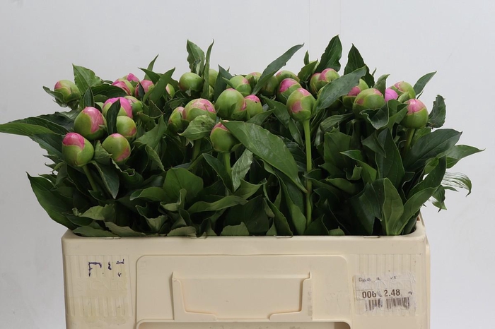 <h4>Paeonia Monsieur Jules Elie</h4>