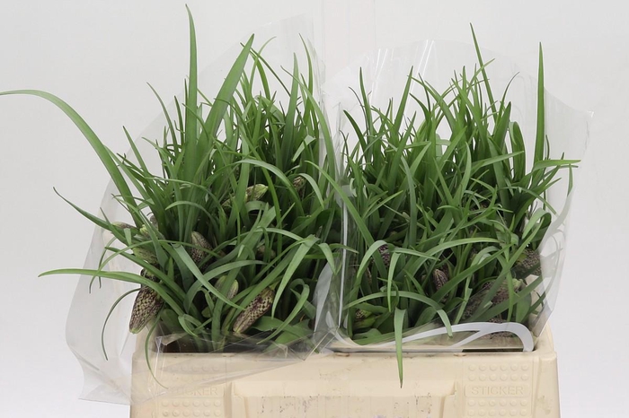 <h4>Fritillaria Meleagris</h4>