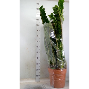 Zamioculcas zamiifolia