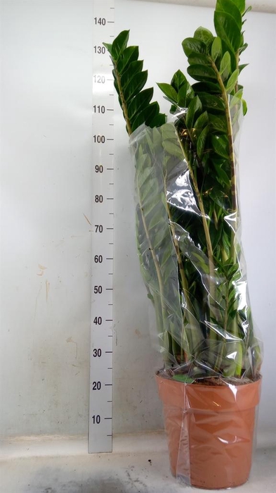 <h4>Zamioculcas zamiifolia</h4>