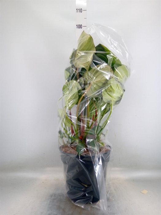 <h4>Philodendron   ...</h4>