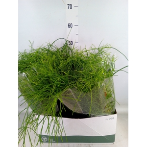 Rhipsalis   ...