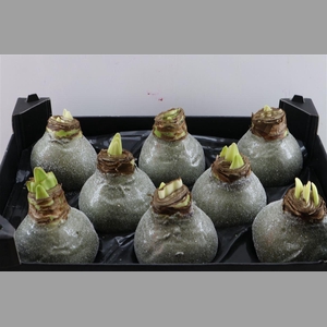 Wax Hipp Gl Olijfgroen