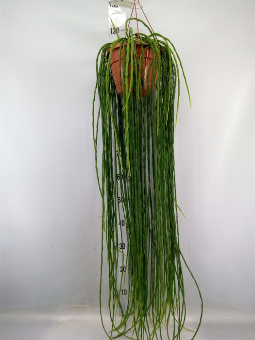 <h4>Rhipsalis paradoxa</h4>