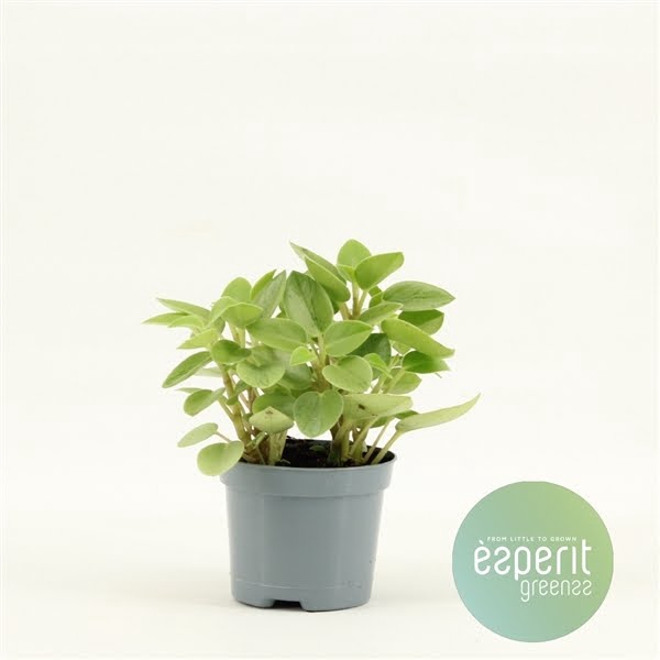 <h4>Peperomia Pixie variegated Lime</h4>