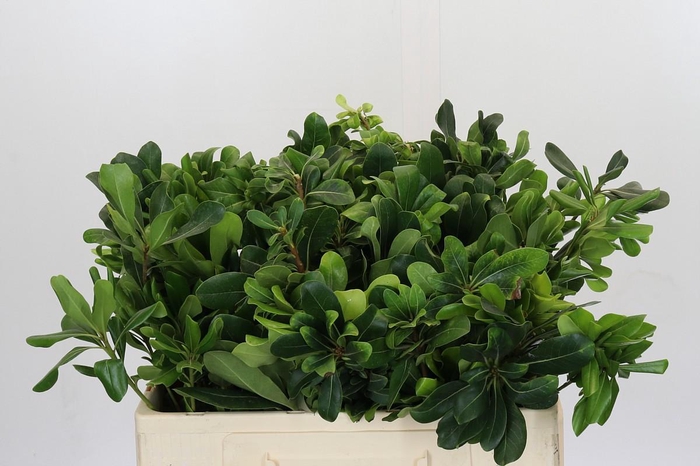 <h4>Pittosporum Nurit</h4>