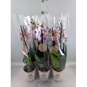 Phalaenopsis   ...
