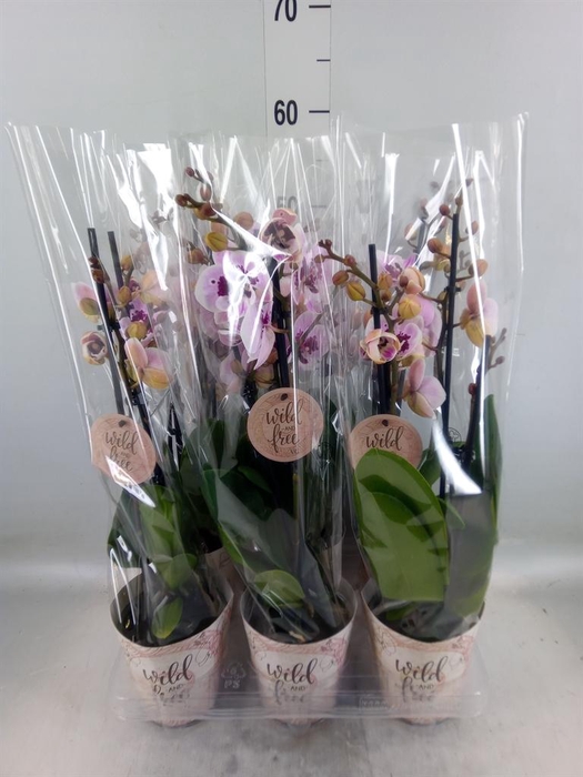 <h4>Phalaenopsis   ...</h4>