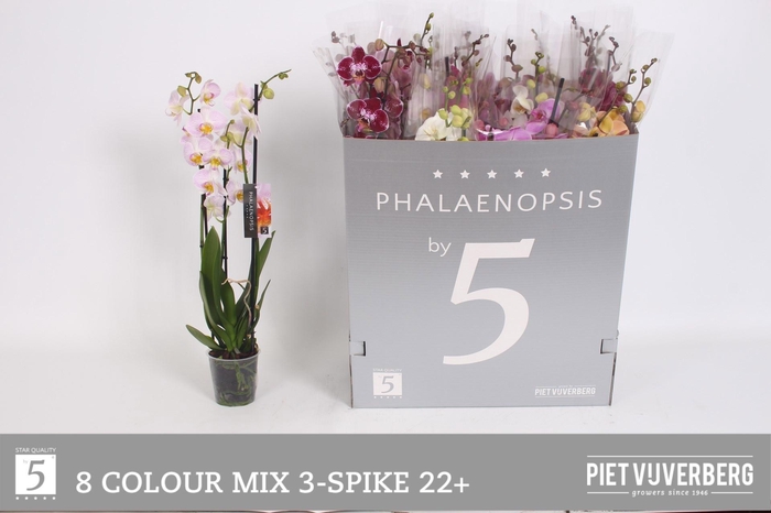 <h4>PHAL GEM 8 KL</h4>