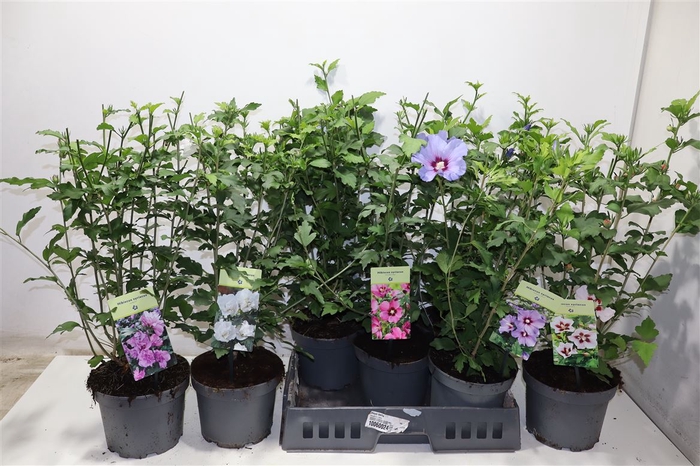 <h4>Hibiscus Syriacus</h4>