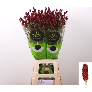 Sanguisorba Red Dream Marginpar