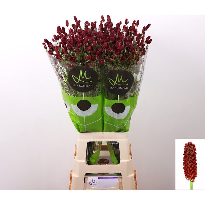 <h4>Sanguisorba Red Dream Marginpar</h4>